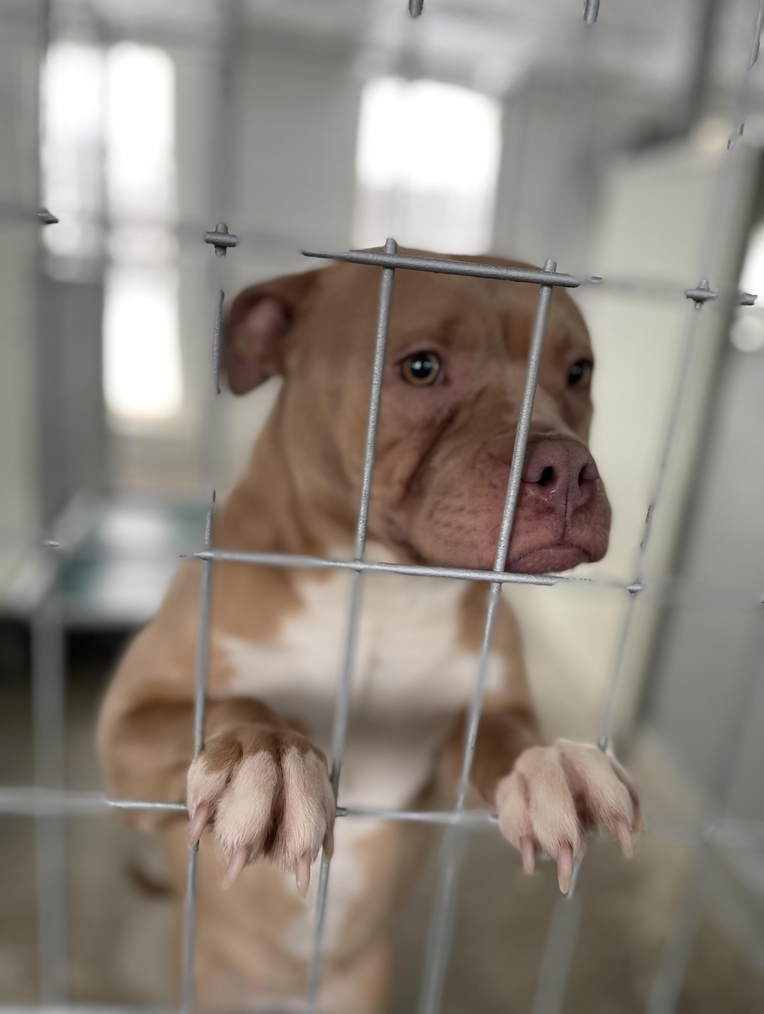 Enlarge Mona, a Adoptable mixed breed in Oxford, MI image 6/6