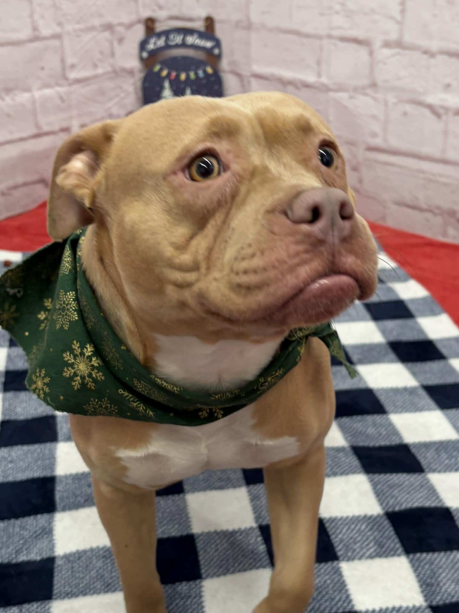 Enlarge Mona, a Adoptable mixed breed in Oxford, MI image 2/6