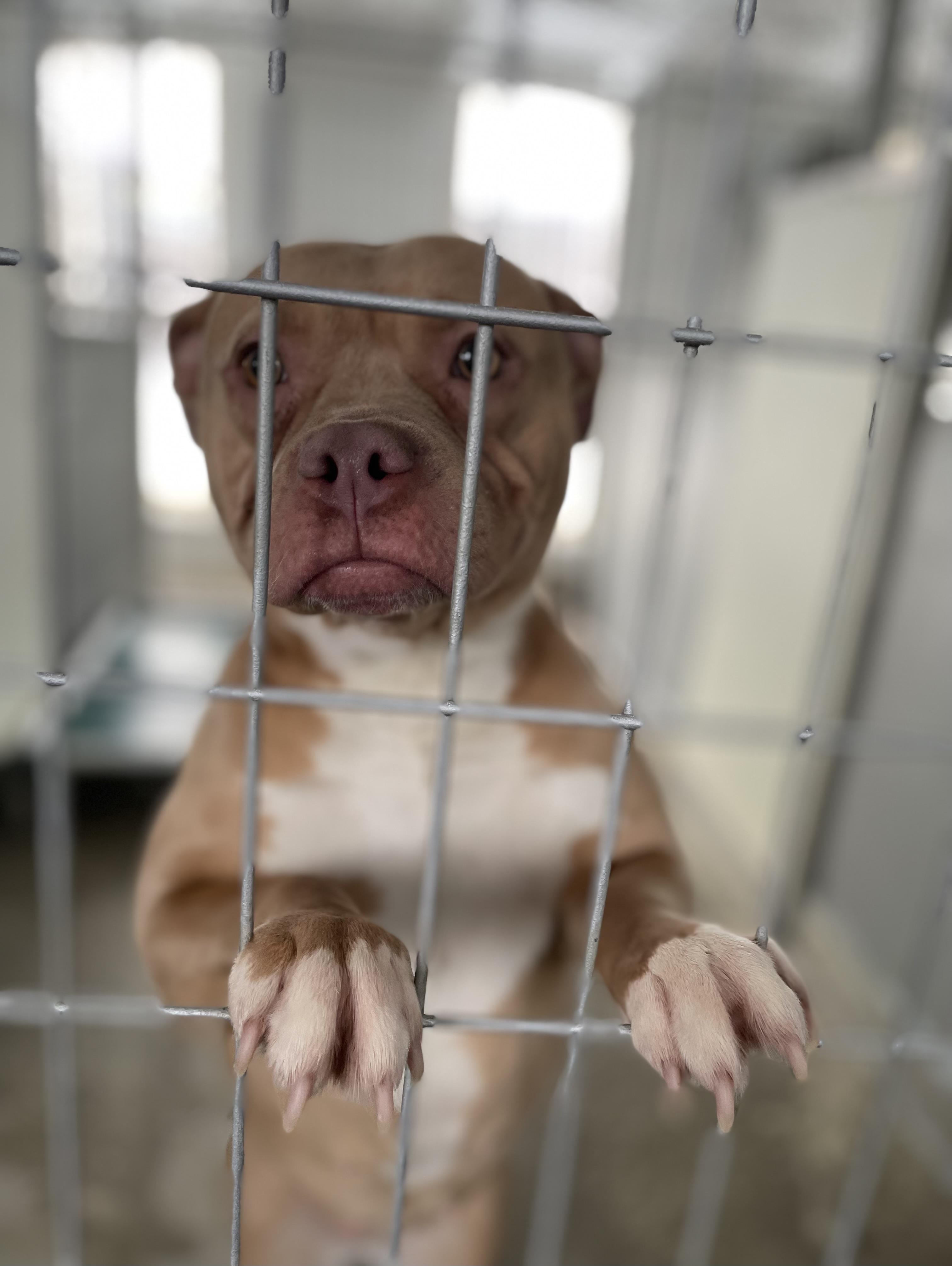 Enlarge Mona, a Adoptable mixed breed in Oxford, MI image 5/6