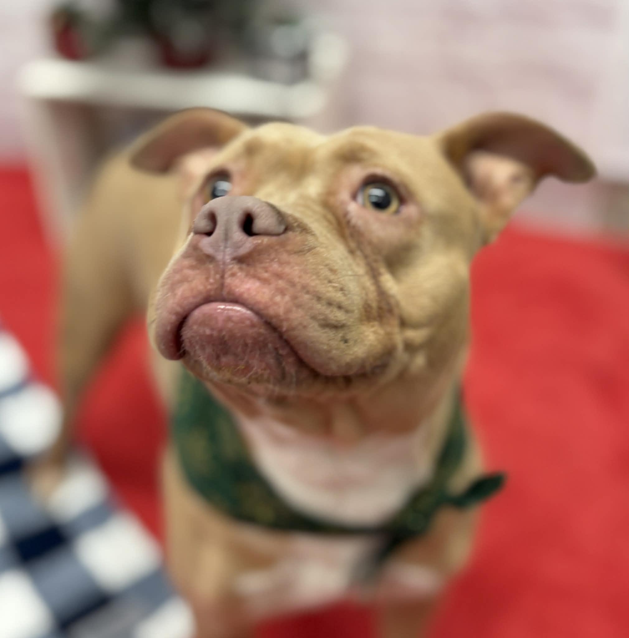 Enlarge Mona, a Adoptable mixed breed in Oxford, MI image 3/6