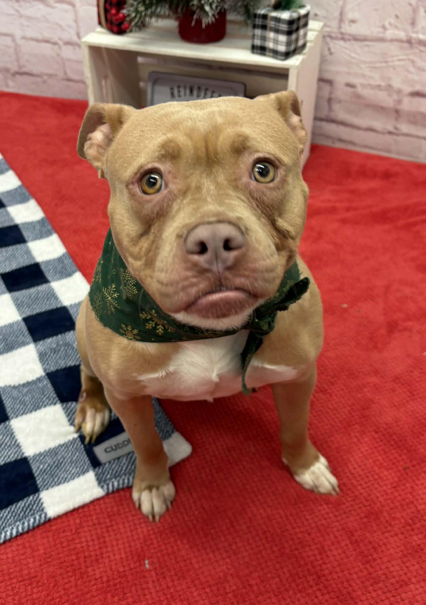 Mona, Adoptable, Young Female Staffordshire Bull Terrier & Mixed Breed.