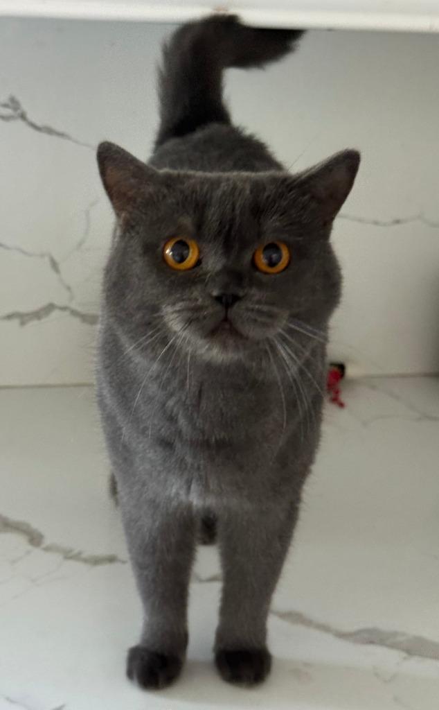 Salmiya, Adoptable, Young Female Scottish Fold.