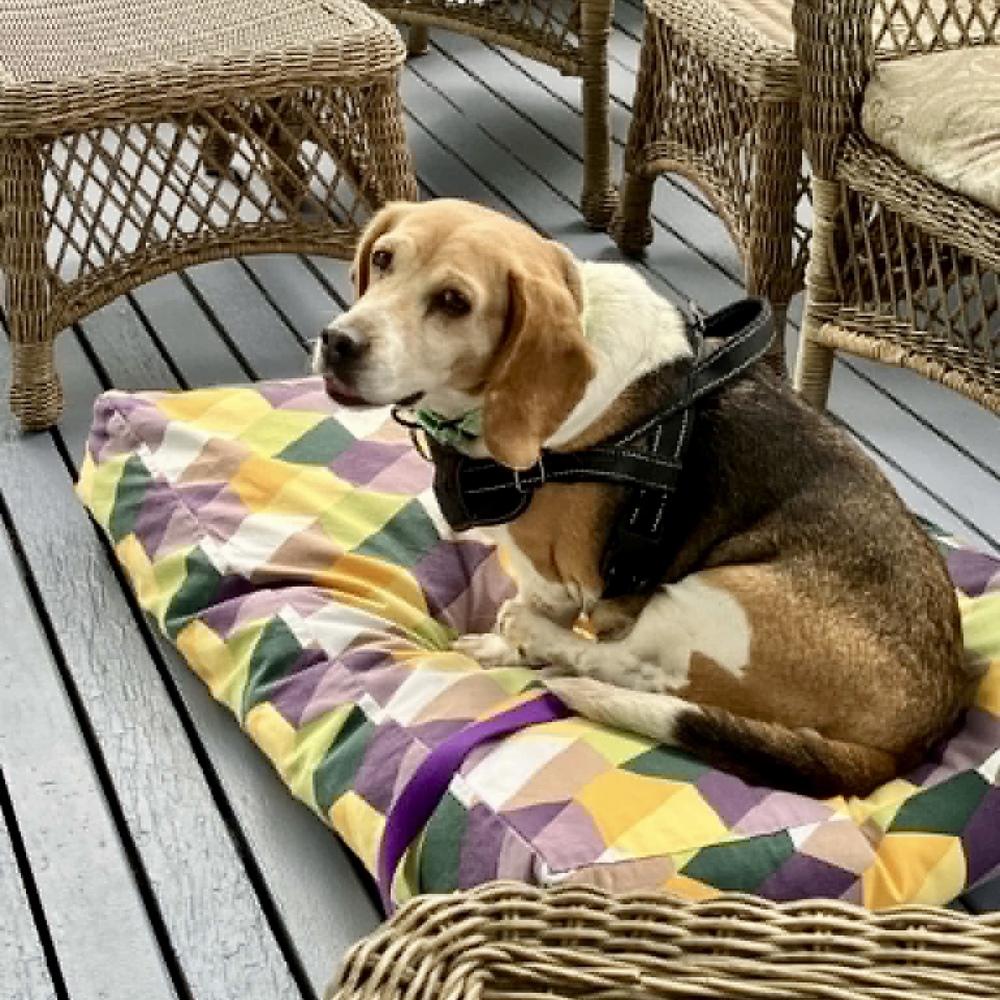 Enlarge Julie, a Adoptable mixed breed in Groveland, MA image 1/5