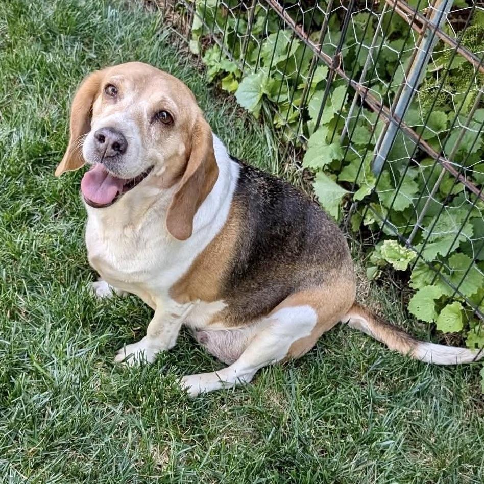 Enlarge Julie, a Adoptable mixed breed in Groveland, MA image 2/5