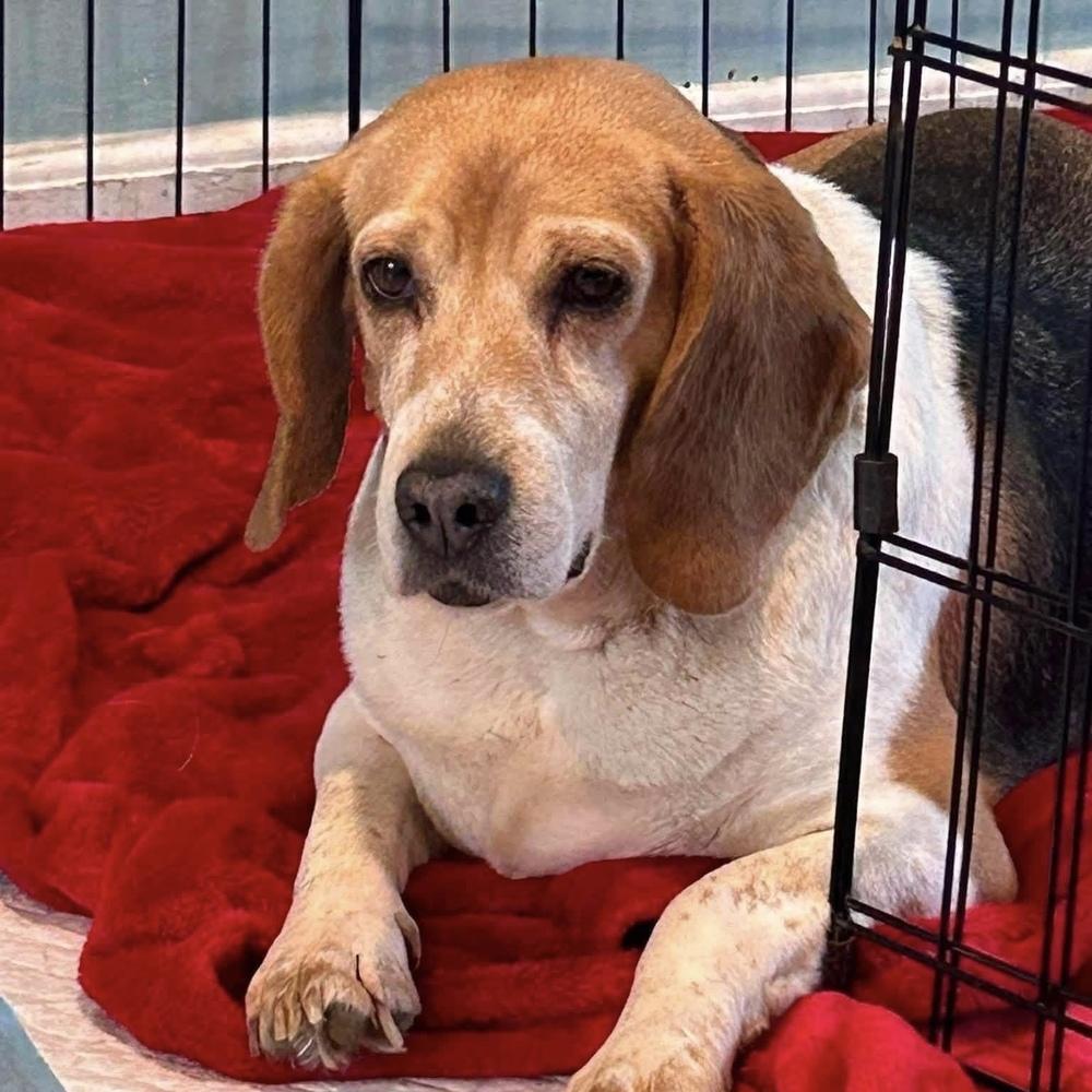 Enlarge Julie, a Adoptable mixed breed in Groveland, MA image 4/5