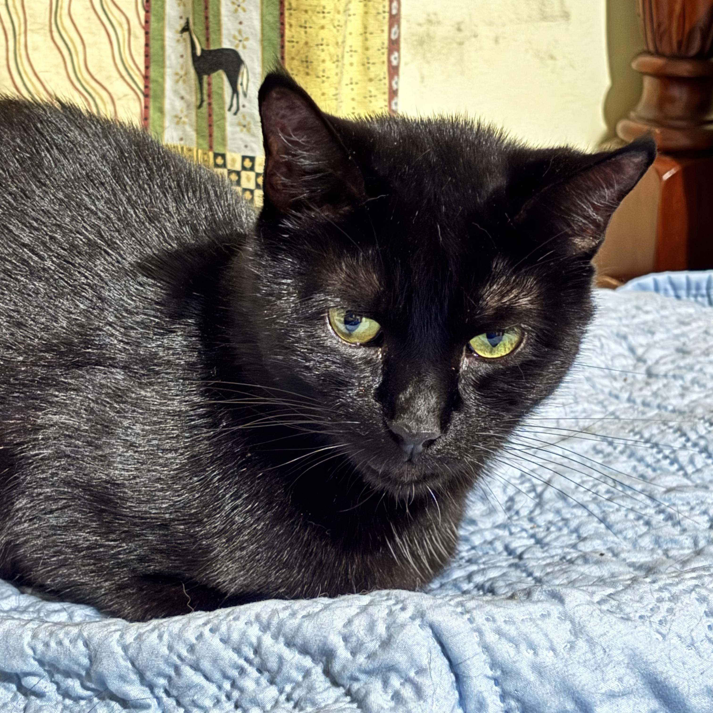 Enlarge Wushu, a Adoptable Domestic Short Hair in Fair Haven, VT image 2/4