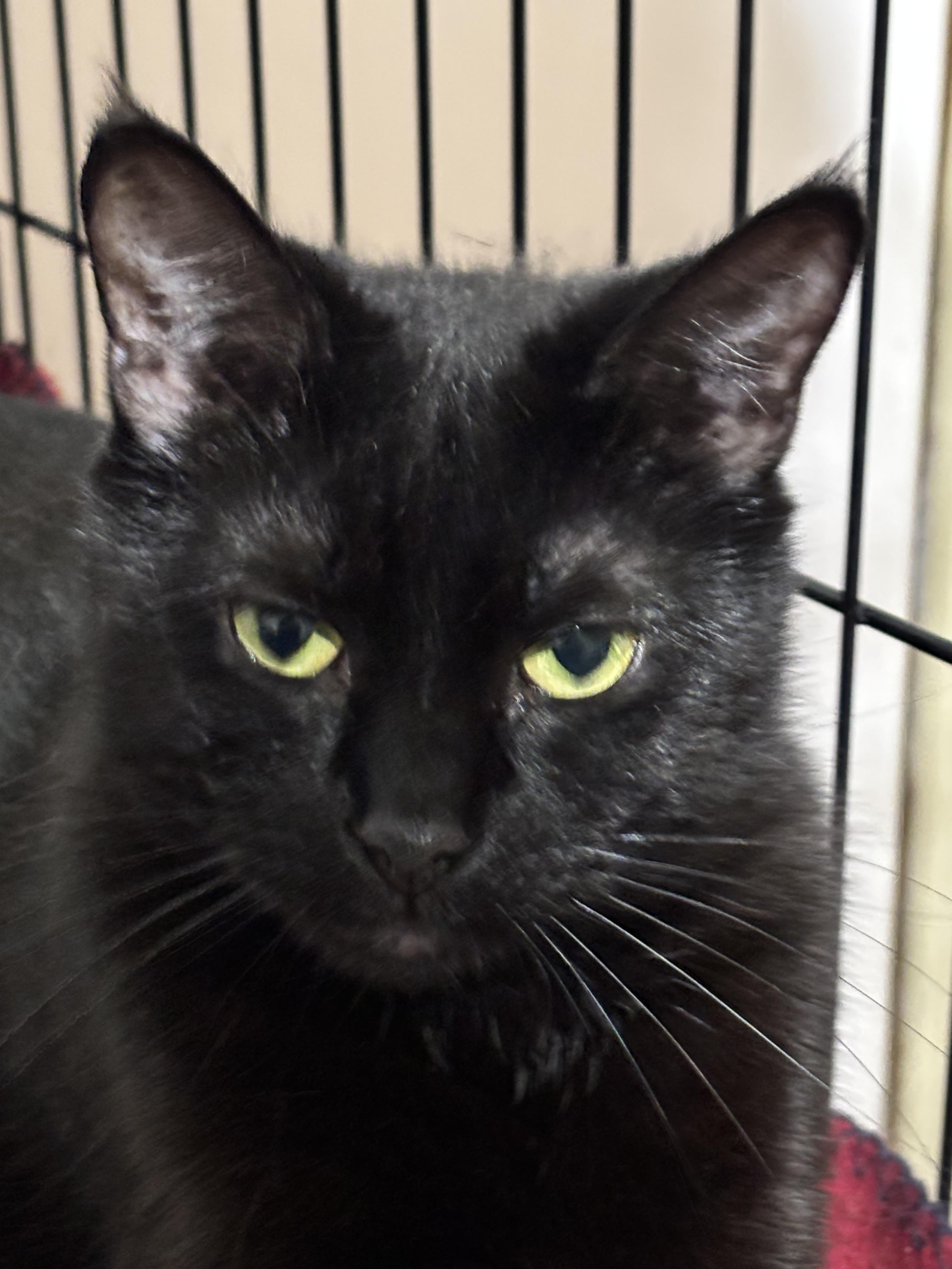 Enlarge Wushu, a Adoptable Domestic Short Hair in Fair Haven, VT image 5/5