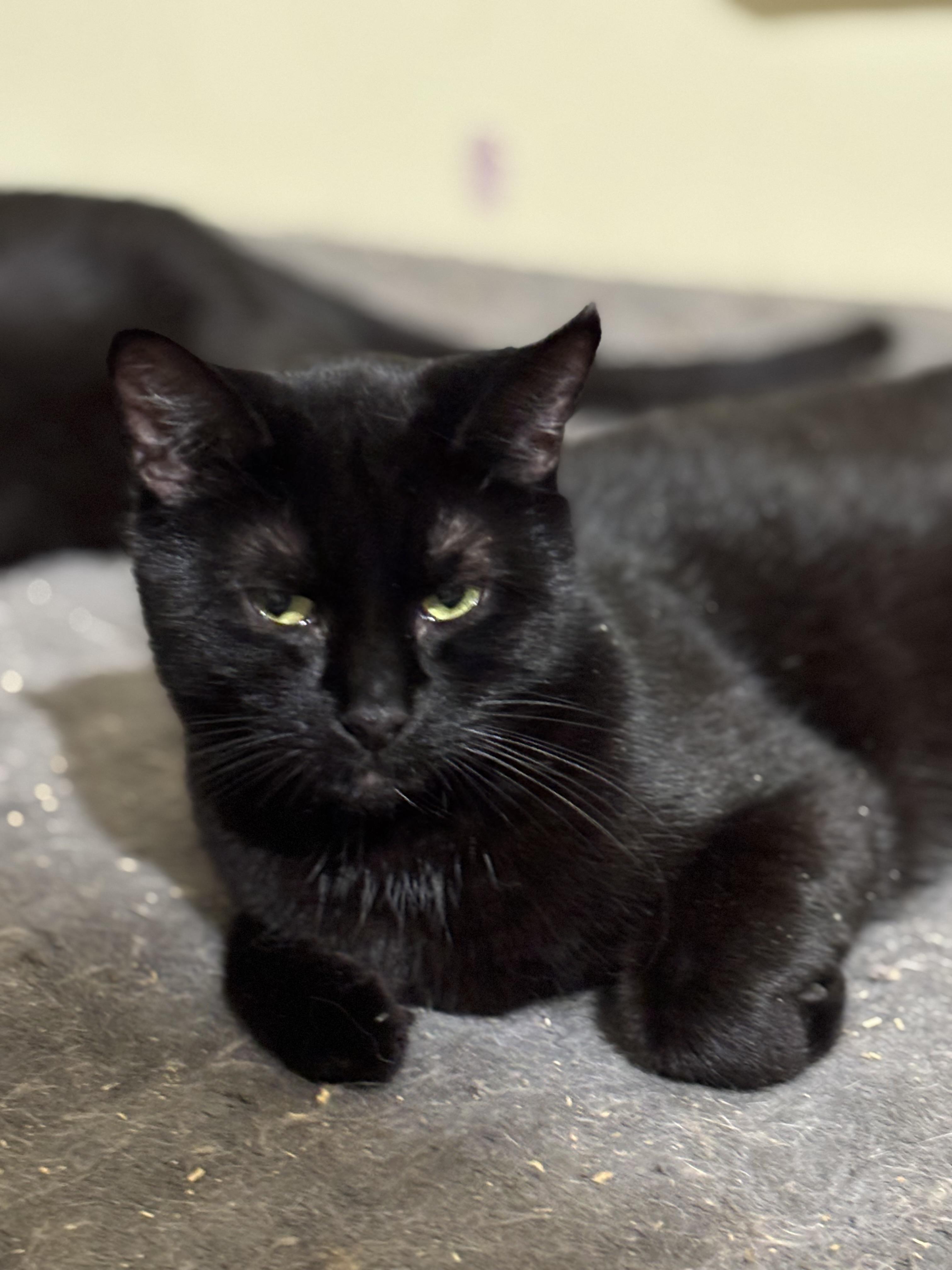 Enlarge Wushu, a Adoptable Domestic Short Hair in Fair Haven, VT image 1/5