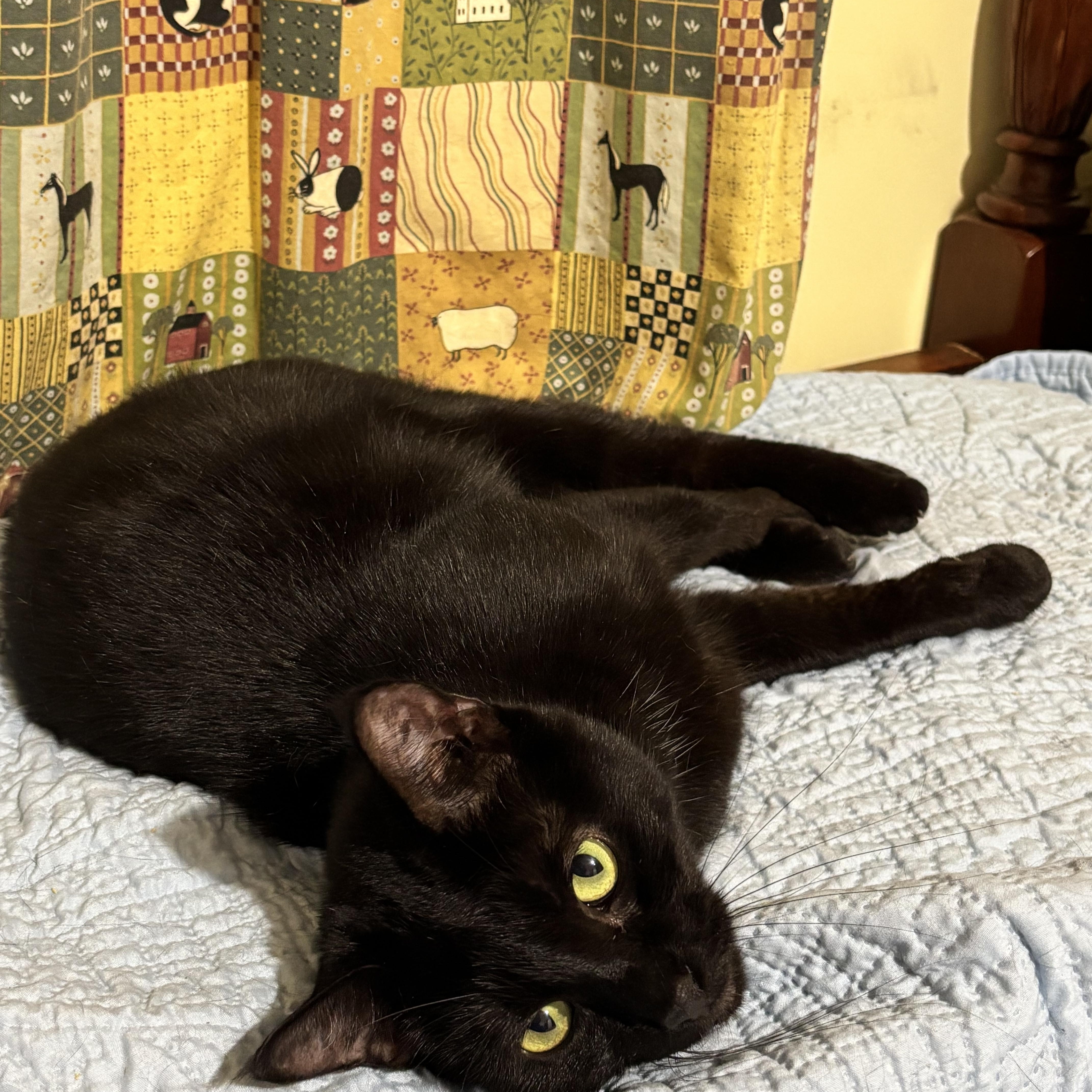 Enlarge Wushu, a Adoptable Domestic Short Hair in Fair Haven, VT image 1/4