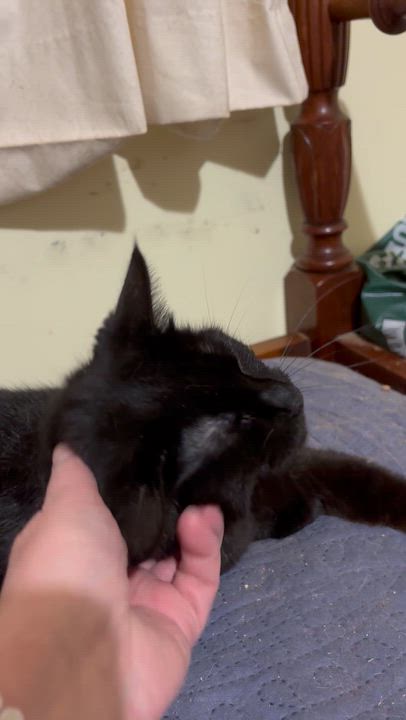 Enlarge Wushu, a Adoptable Domestic Short Hair in Fair Haven, VT video 2/5