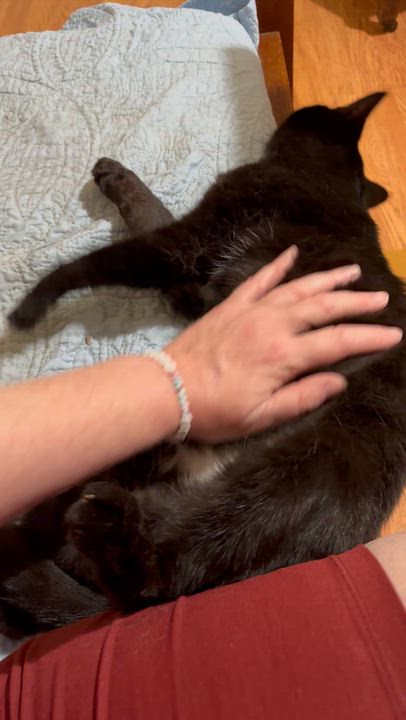 Enlarge Wushu, a Adoptable Domestic Short Hair in Fair Haven, VT video 3/4