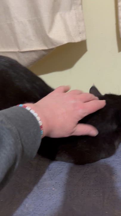 Enlarge Wushu, a Adoptable Domestic Short Hair in Fair Haven, VT video 4/5