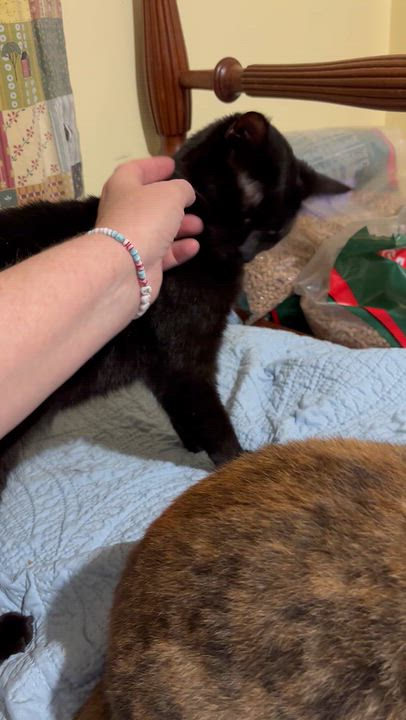Enlarge Wushu, a Adoptable Domestic Short Hair in Fair Haven, VT video 4/4