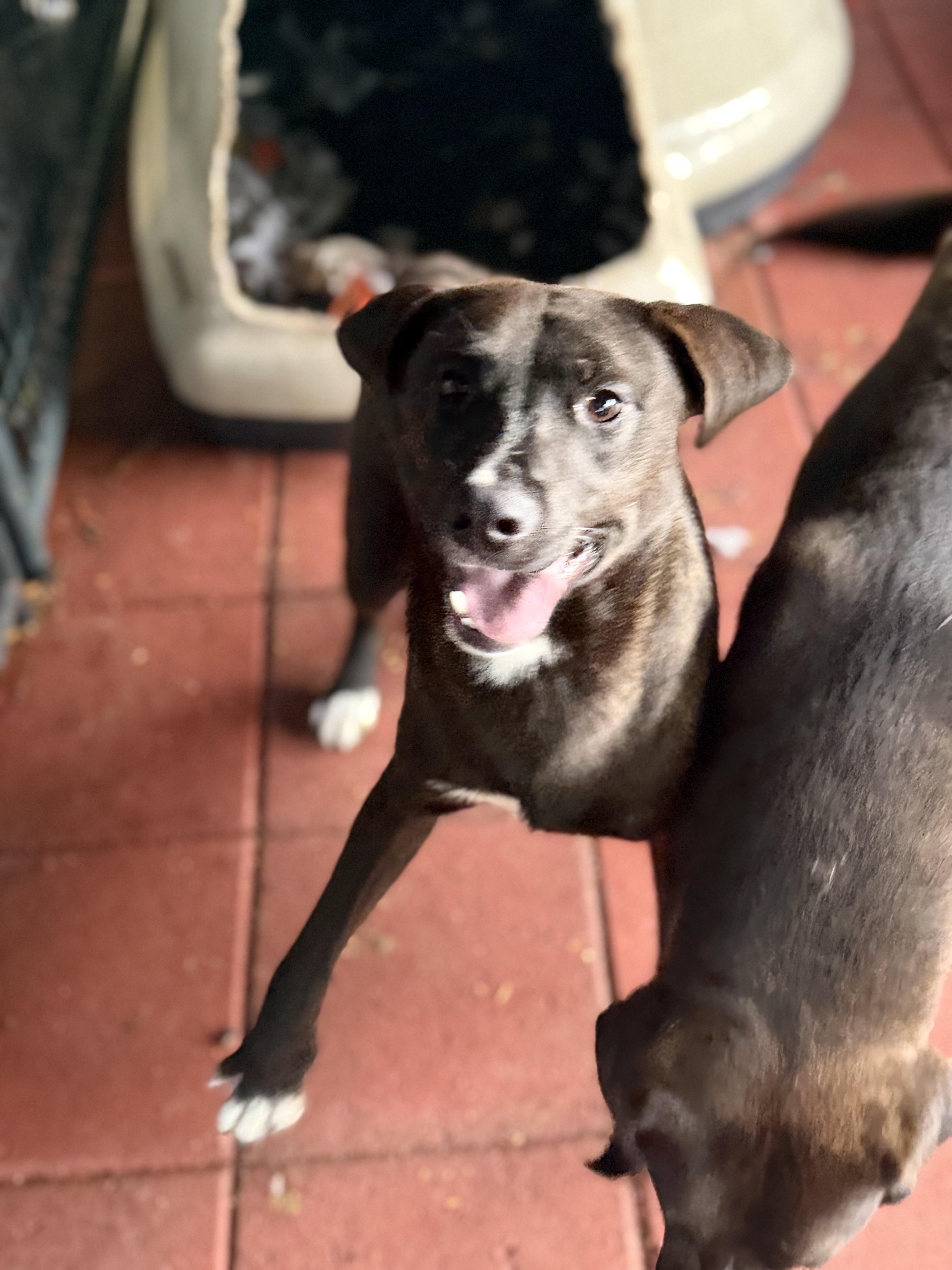 Enlarge Jim Jim, a Adoptable Black Labrador Retriever in Millburn , NJ image 1/2