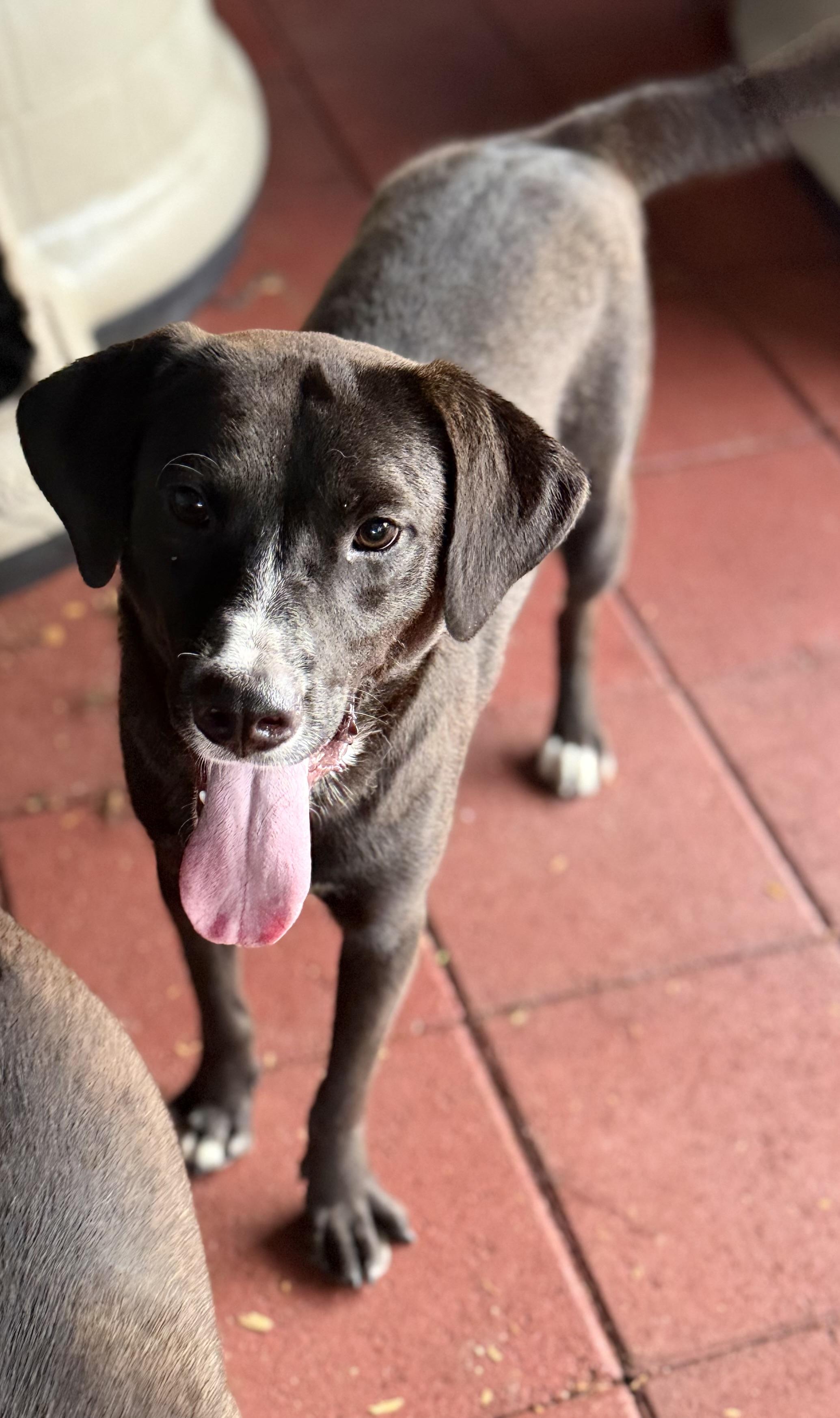 Enlarge Jim Jim, a Adoptable Black Labrador Retriever in Millburn , NJ image 2/2