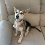 Enlarge Maddie, an adopted mixed breed in Lodi, CA image 1/5