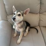 Enlarge Maddie, an adopted mixed breed in Lodi, CA image 2/5