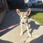 Enlarge Maddie, an adopted mixed breed in Lodi, CA image 3/5