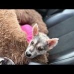 Enlarge Maddie, an adopted mixed breed in Lodi, CA image 5/5