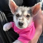 Enlarge Maddie, an adopted mixed breed in Lodi, CA image 4/5