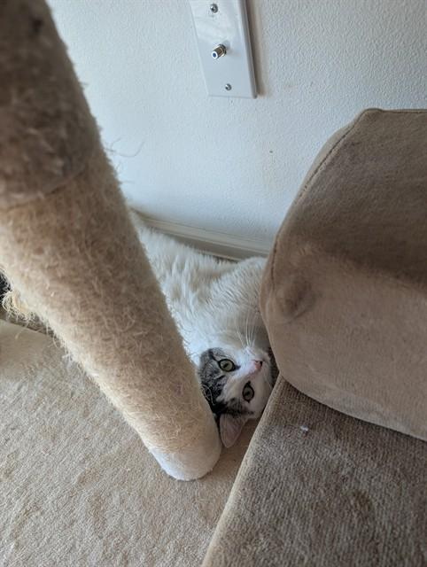 Enlarge MOZZA, a Adoptable Domestic Short Hair in Aurora, CO image 1/1