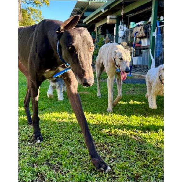 Evens Stevens (Steven), Adoptable, Adult Male Greyhound.