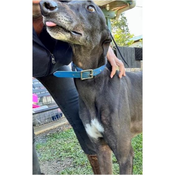 Enlarge Evens Stevens (Steven), a Adoptable Greyhound in Tarpon Springs, FL image 2/3