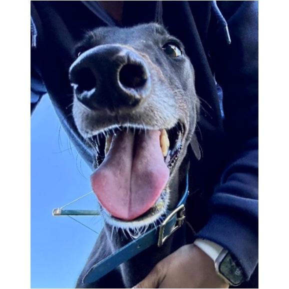 Enlarge Evens Stevens (Steven), a Adoptable Greyhound in Tarpon Springs, FL image 3/3