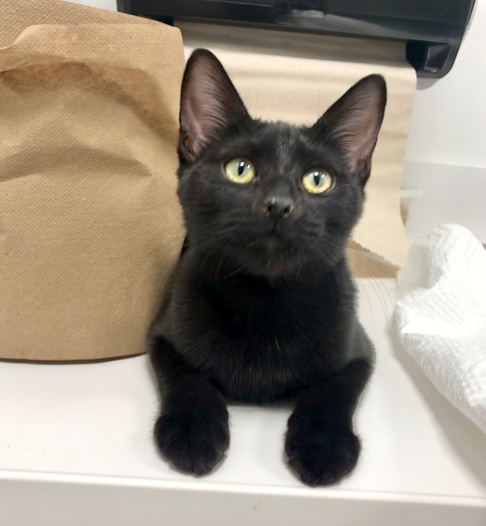 Enlarge Spumoni, a Adoptable American Shorthair in Vallejo, CA image 5/6