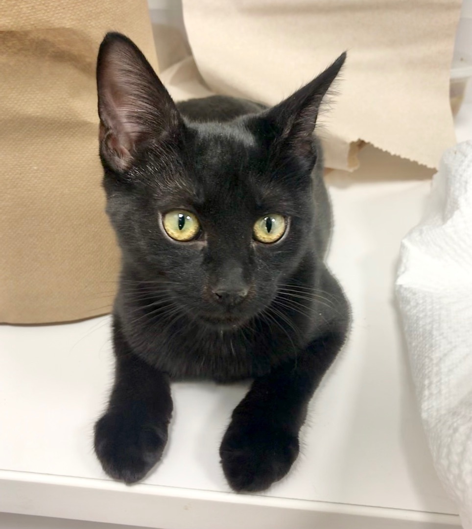 Enlarge Spumoni, a Adoptable American Shorthair in Vallejo, CA image 6/6