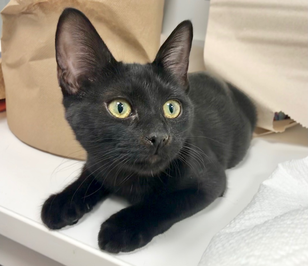 Spumoni, Adoptable, Adult Female American Shorthair.