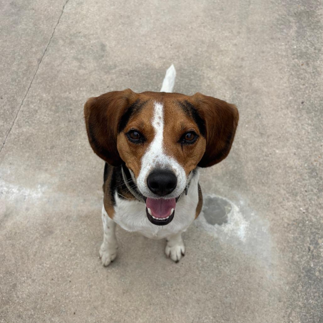 Enlarge Onyx FKA Butternut, a Adoptable Beagle in Chesapeake, VA image 1/6