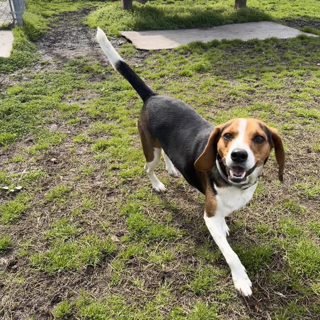 Enlarge Onyx FKA Butternut, a Adoptable Beagle in Chesapeake, VA image 2/6