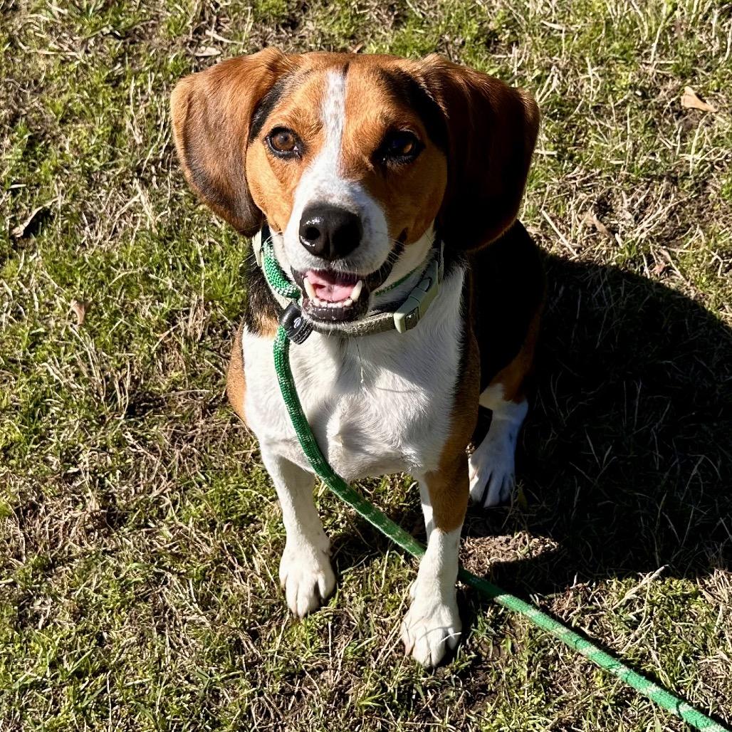 Enlarge Onyx FKA Butternut, a Adoptable Beagle in Chesapeake, VA image 3/6