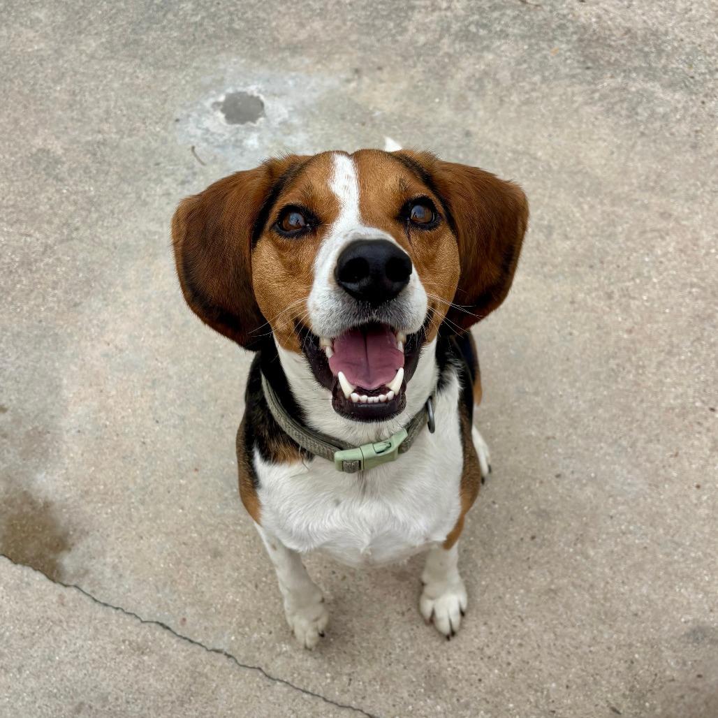 Enlarge Onyx FKA Butternut, a Adoptable Beagle in Chesapeake, VA image 4/6