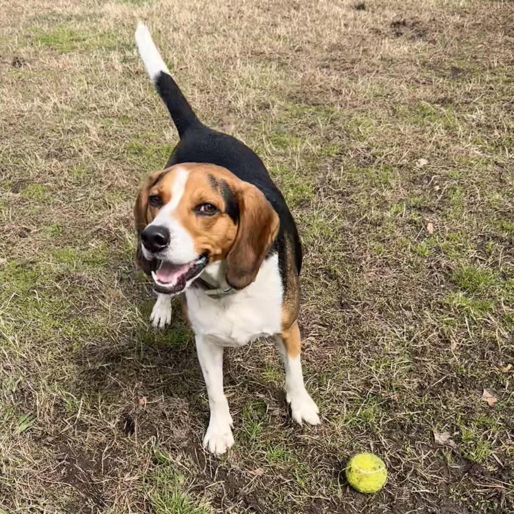 Enlarge Onyx FKA Butternut, a Adoptable Beagle in Chesapeake, VA image 5/6