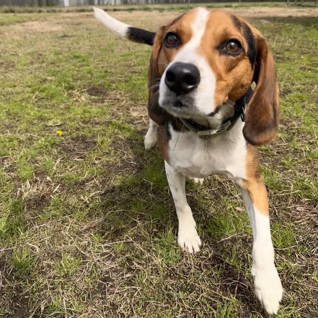 Enlarge Onyx FKA Butternut, a Adoptable Beagle in Chesapeake, VA image 6/6
