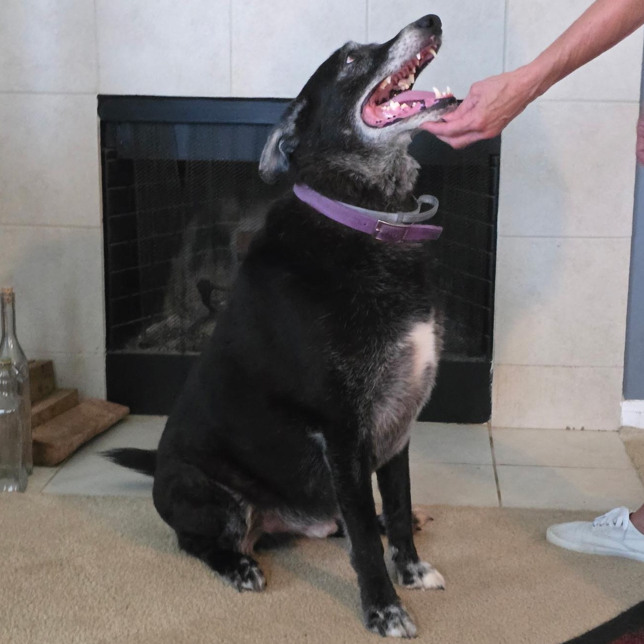 MAJOR, an adoptable Labrador Retriever in Hermiston, OR, 97838 | Photo Image 2