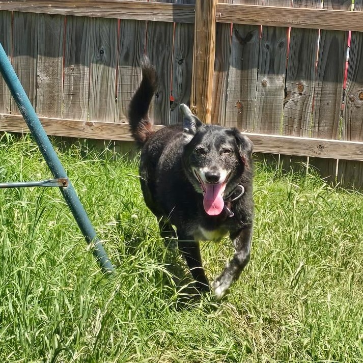 MAJOR, an adoptable Labrador Retriever in Hermiston, OR, 97838 | Photo Image 4