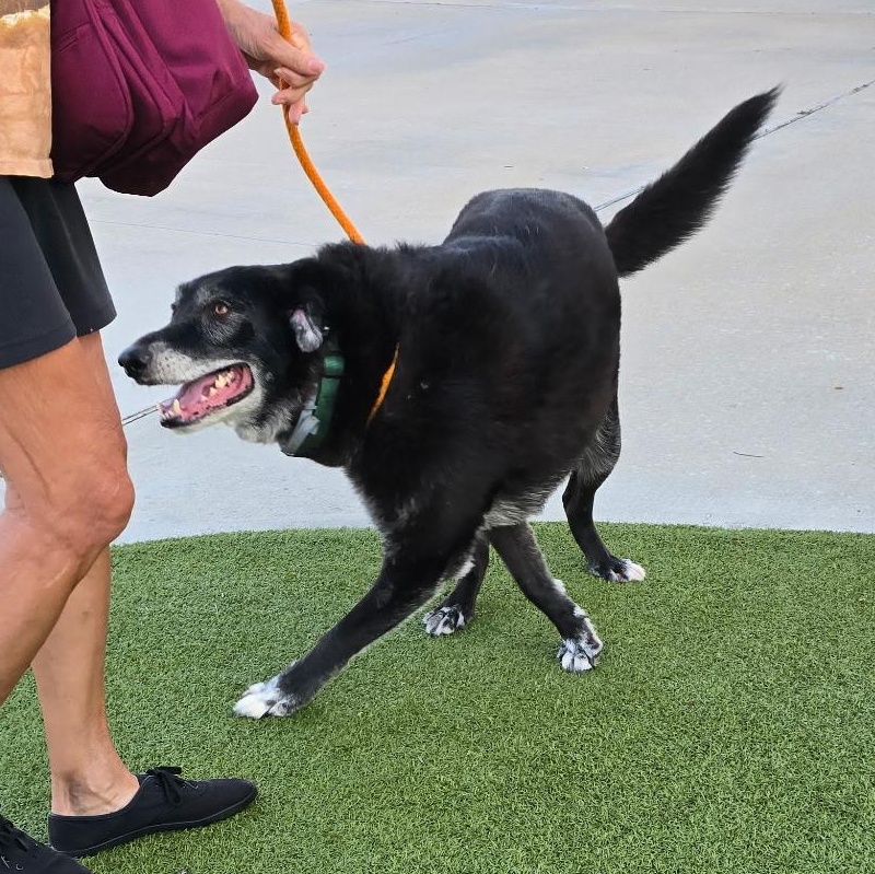 MAJOR, an adoptable Labrador Retriever in Hermiston, OR, 97838 | Photo Image 1