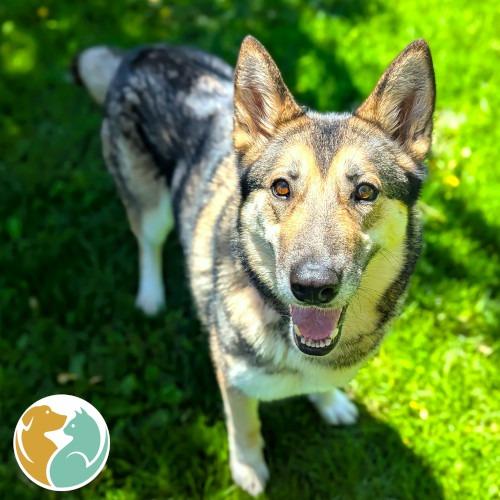 Enlarge Athena, a Adoptable mixed breed in Toledo, OH image 1/2