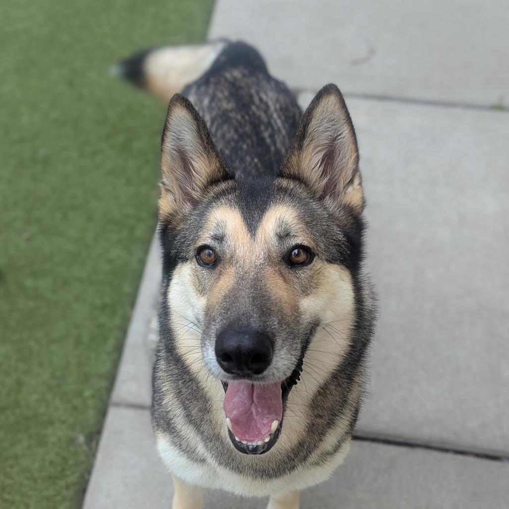 Enlarge Athena, a Adoptable mixed breed in Toledo, OH image 2/2