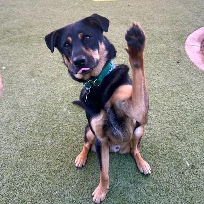 Enlarge Mr. Duckie, a Adoptable mixed breed in Phoenix, AZ image 1/3