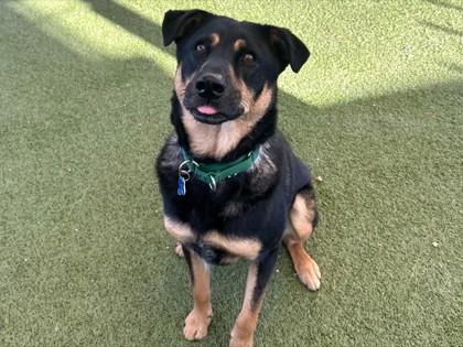 Enlarge Mr. Duckie, a Adoptable mixed breed in Phoenix, AZ image 2/3