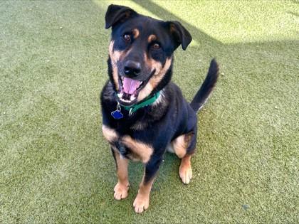 Enlarge Mr. Duckie, a Adoptable mixed breed in Phoenix, AZ image 3/3