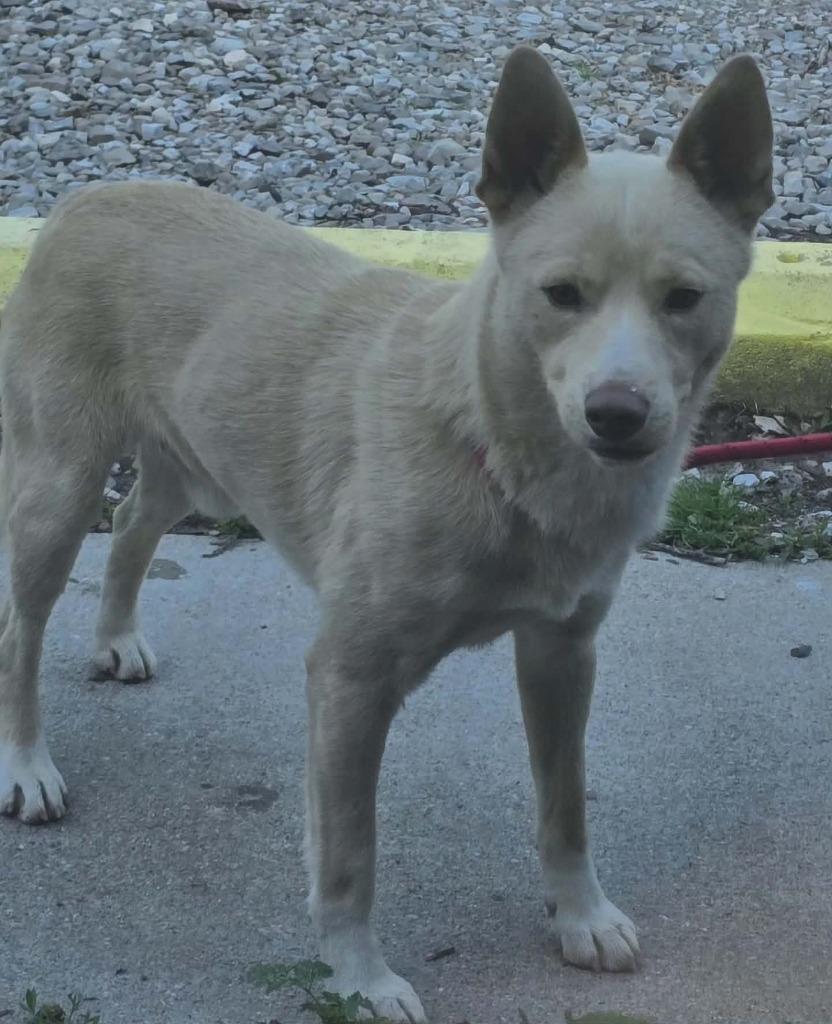 Enlarge Burrito, a Adoptable mixed breed in Hillsdale, IN image 1/1