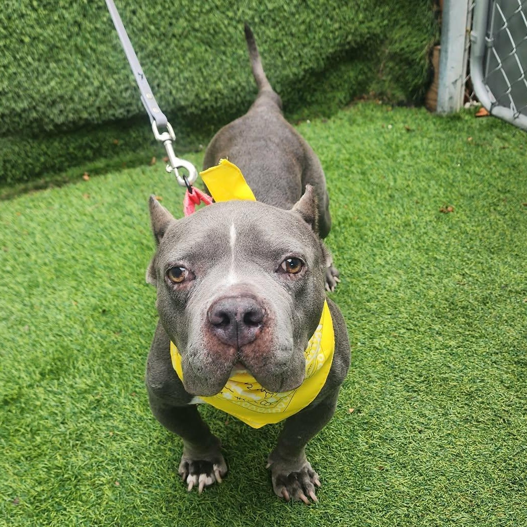 Maybelline, adopted, Adult Female American Staffordshire Terrier.