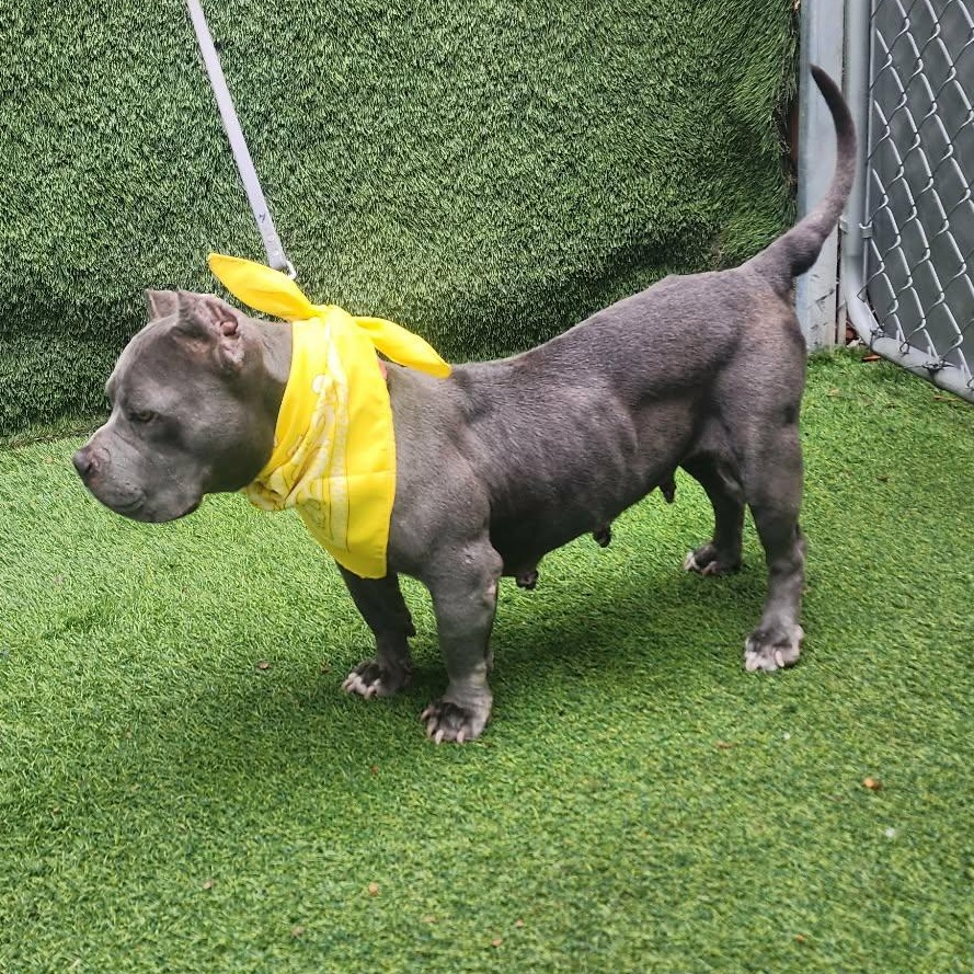 Enlarge Maybelline, an adopted mixed breed in Darien, IL image 5/5