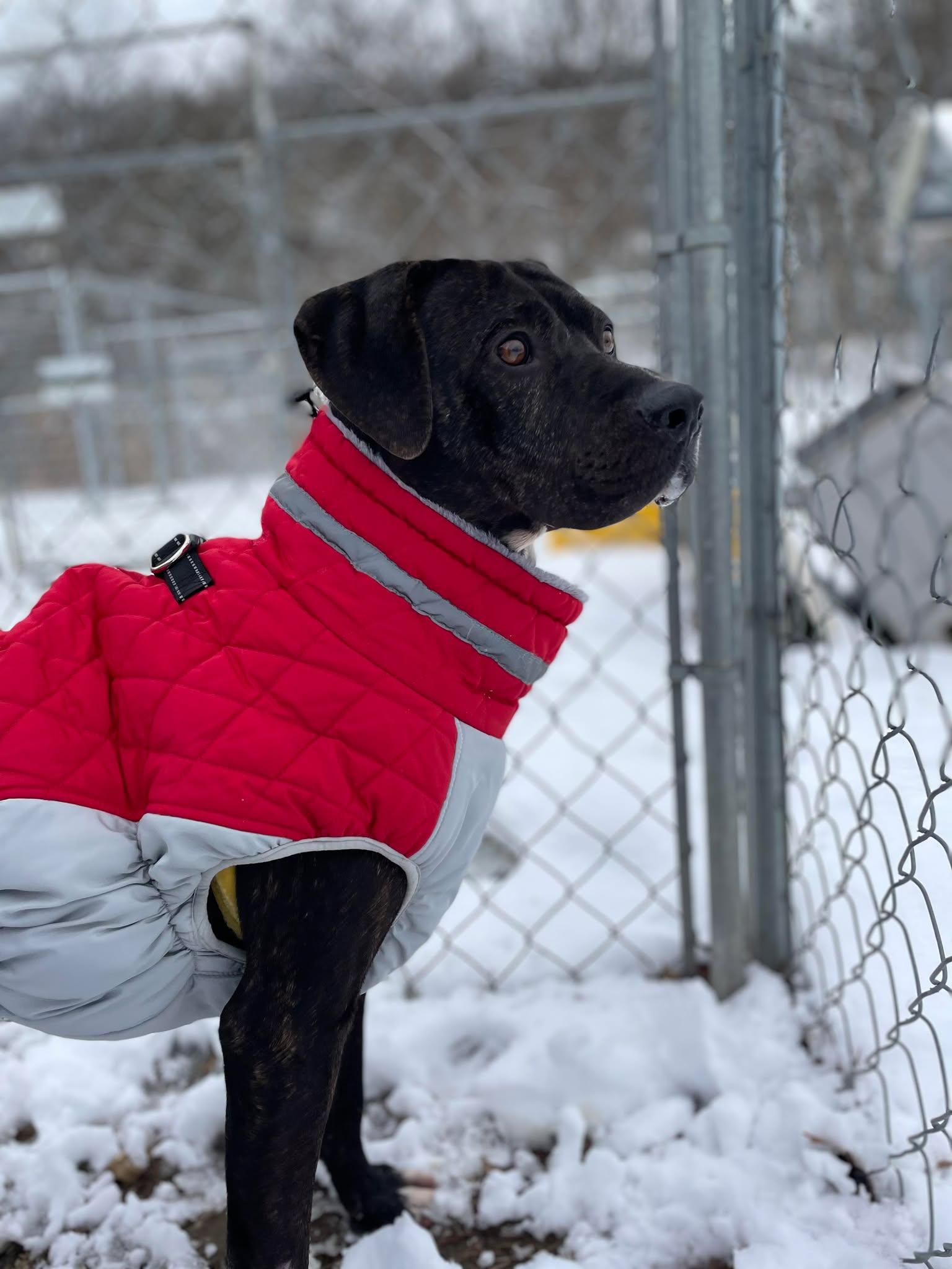 Blackie, ADOPTABLE, Adult Male Mixed Breed.