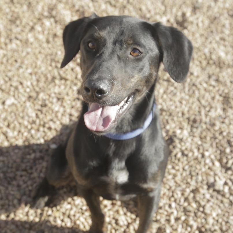 Enlarge Bo, a Adoptable mixed breed in Kingman, KS image 1/6